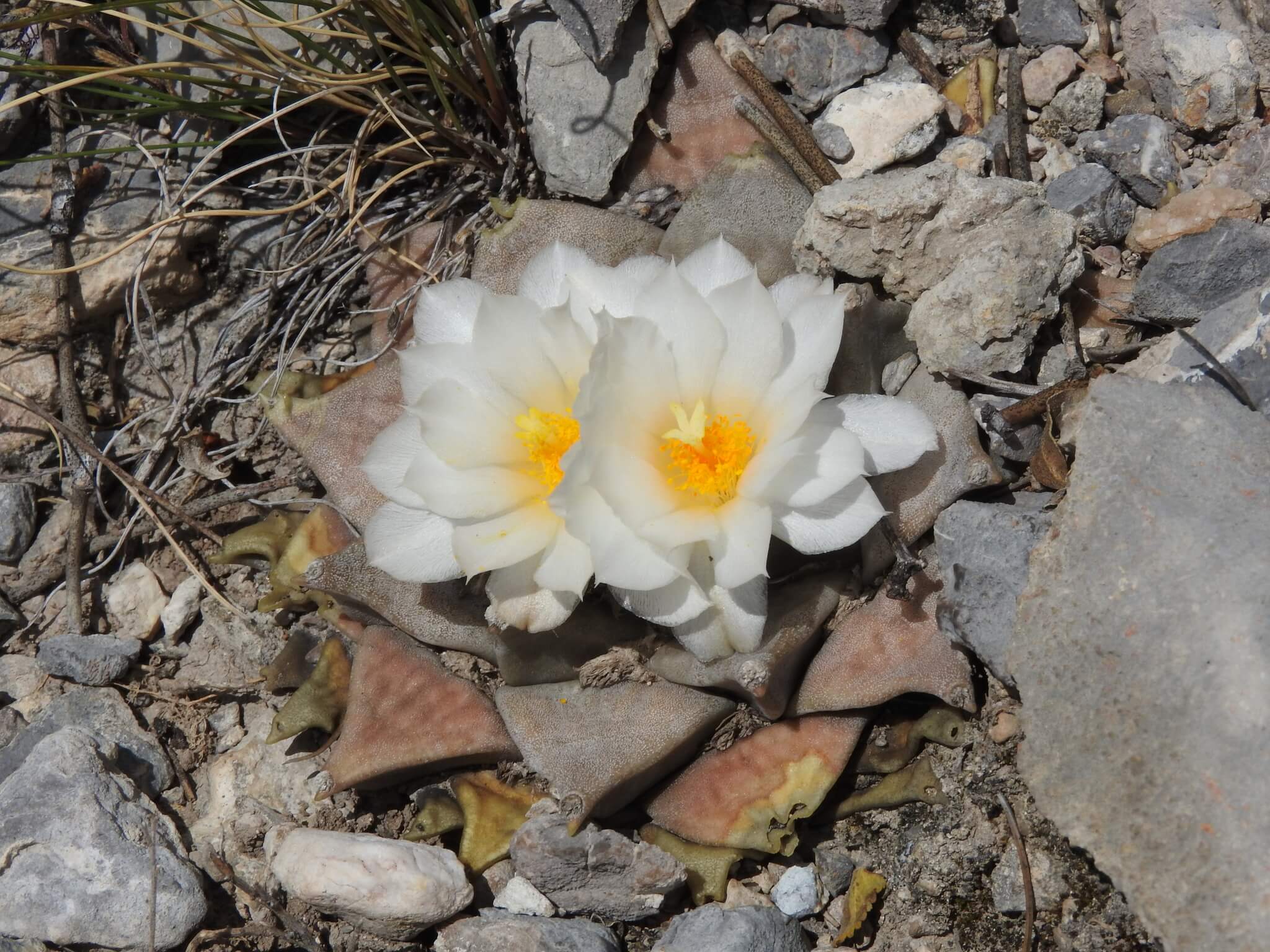 Ariocarpus retusus